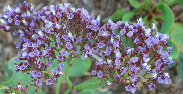 Lmonium perezii Seafoam Statice