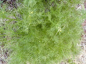 Early spring greens of German Chamomile