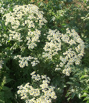 German Chamomile growing on the compost heap!