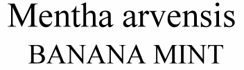 Mentha arvensis Banana Mint