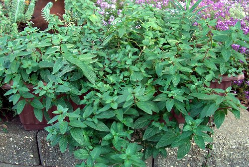 Moroccan Mint tumbles out of planter box.