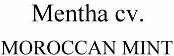 Mentha cv. Moroccan Mint