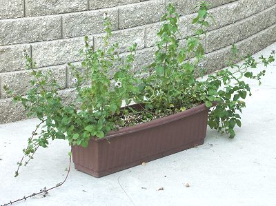 Orange Mint in a Window Box