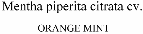 Mentha piperita citrata cv. Orange Mint