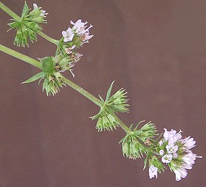 Lavender Mint's long graceful flower spikes of lavender flowers 