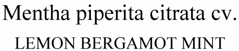 Mentha piperita citrata cv. Lemon Bergamot Mint