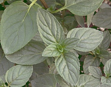 Peppermint plants