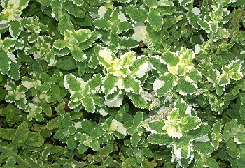 Lots of fragrant Pineapple Mint!