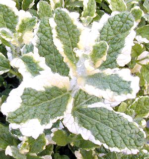 Pineapple Mint