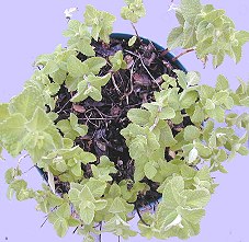 Egyptian Mint in Need of Repotting