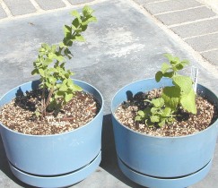 Two Pots of Egyptian Mint, One is Old and One is New