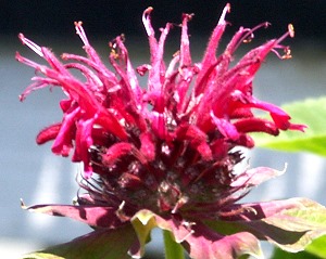 Cambridge Scarlet Bee Balm