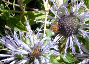 Two Bees on Bee Balm