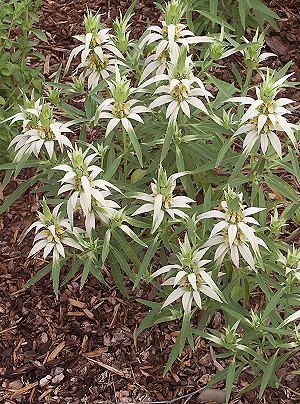 Spotted Bee Balm grows quickly!