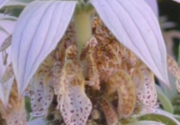 Close Up of Spots