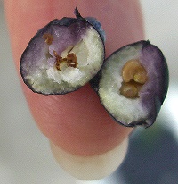 Tiny Myrtle Berry cut in half