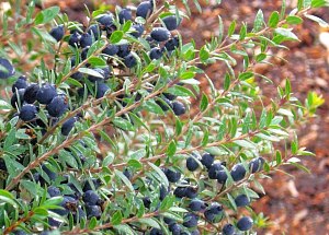 Myrtle stems with dark blue berries.