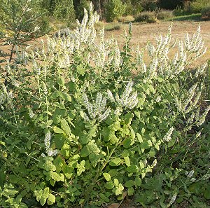 Catnip Plants  in full bloom!