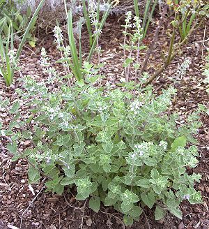 Nepeta siberica bush in early spring