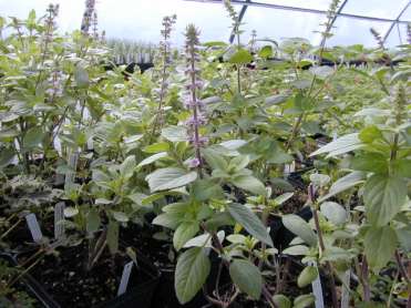 BASIL: African Blue Basil in the Greenhouse