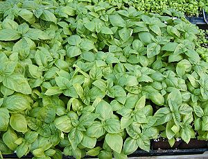 crowded plants