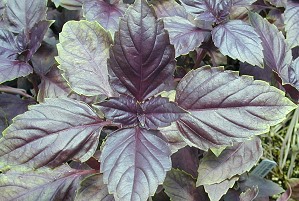 Red Rubin Basil