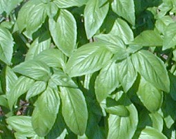 Sweet Basil Tops