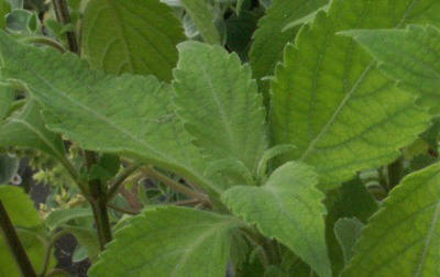 Fragrant Clove Basil Leaves
