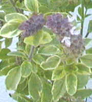 Close up of Variegated African Blue Basil 