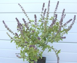 Mature Variegated African Blue Basil