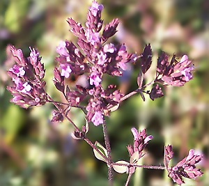 Hopley's Purple Oregano Flowers