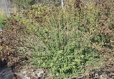 Italian Oregano