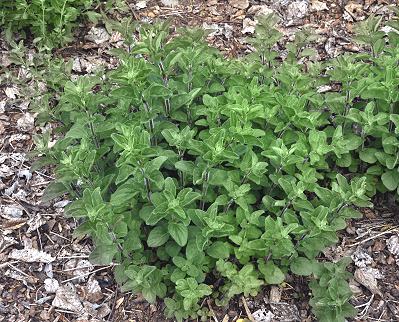 Ornamenta Oregano Rosenkuppel as it emerges in spring.