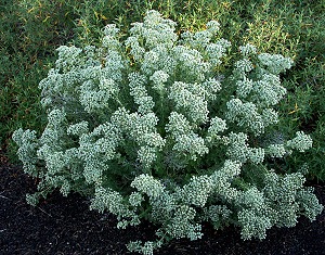 A white cloud of Cretan Oregano Flowers
