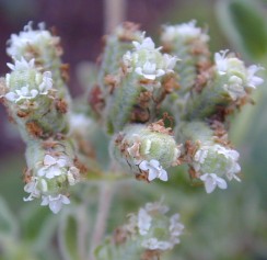 Cretan Oregano flowers close up