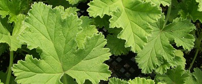 Attar of Rose Scented Geranium