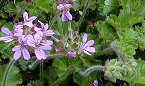 True Capitatum Scented Geranium Flowers