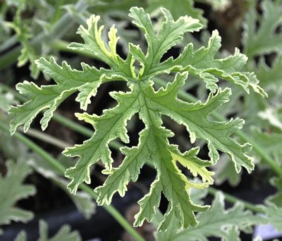  Culinary Mint on Mint Scented Rose Geranium Is One Of The Best All Around Scented
