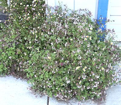 Nutmeg Geranium