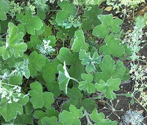 Peppermint Scented Geranium as a Ground Cover