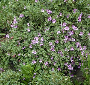Village Hill Oak Scented Geranium in Bloom