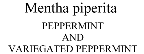 Mentha piperita Peppermint and Variegated Peppermint