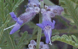 RUSSIAN SAGE FLOWER