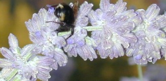 RUSSIAN SAGE FLOWER WTIH BUMBLE BEE
