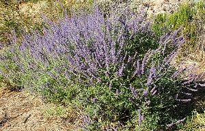 RUSSIAN SAGE PLANTS IN THE GARDEN
