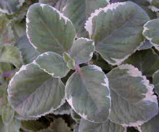 Variegated Spanish Thyme