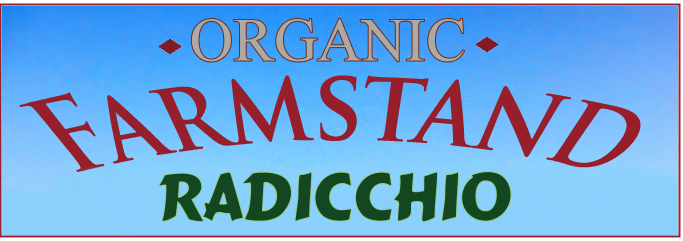 Cichorium intybus Radicchio