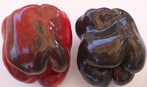 Purple Beauty Bell Pepper Plant: first red, then purple