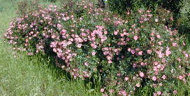Magic Carrousel Roses blooming in the field