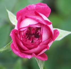 Andrea Miniature Rose